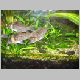 Picture 534 (Corydoras melanistius).jpg